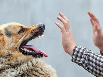 Why Do Dogs Bite? 10 Vet-Verified Reasons & Prevention Tips