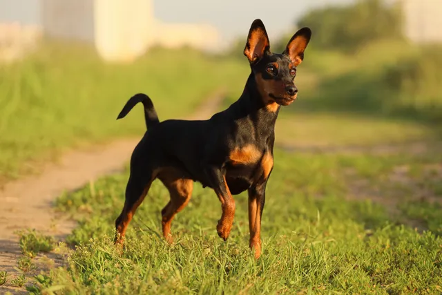 Miniature Pinscher Dog Breed: Info, Pictures, Care & More