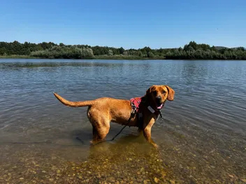 Teaching A Greek Dog to Swim: Hela's Adventures