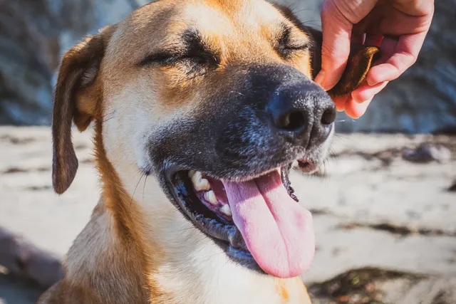 Do Dogs Have Lips? Vet-Verified Canine Mouth Anatomy Facts