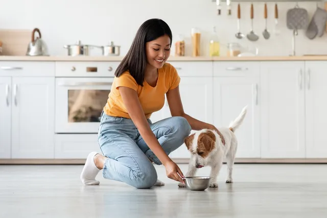 Elimination Diet for Dogs: What Is It & When Should It Be Used (Vet Answer)
