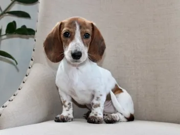 Piebald Dachshund: Info, Pictures, Origin & History