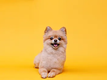 13 Interesting Facts About Small Dogs You Need to Know