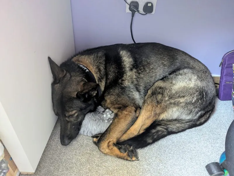 Catching some zzz under my desk