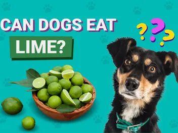 Can Dogs Eat Limes? Vet-Approved Facts & FAQ