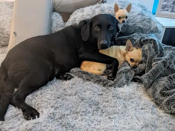 That's My Bed! Poppy and I Go Head-to-Head