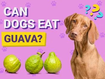 Can Dogs Eat Guava? Vet-Verified Nutrition Facts & FAQ