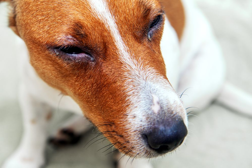 dog suffering from eye infection