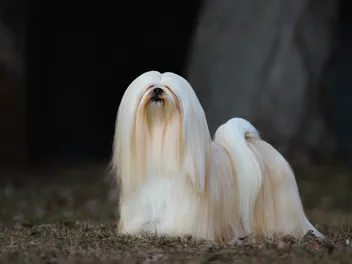 Lhasa Apso Dog Breed: Info, Pictures, History & More
