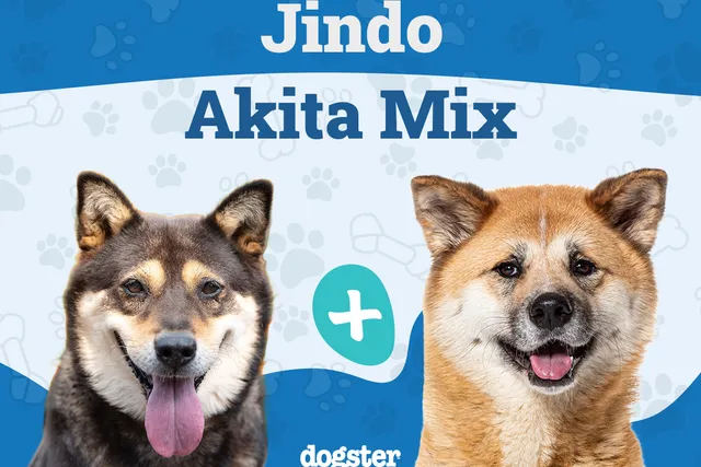 Jindo Akita Mix: Info, Pictures, Care & More