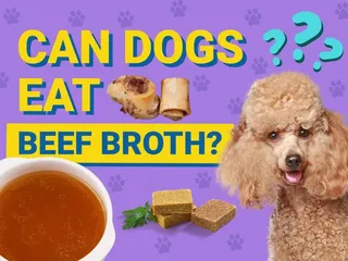 Can Dogs Eat Beef Broth? Vet-Verified Nutrition Facts & FAQ