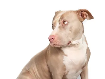 Pit Bulls: The Truth About Owning America’s Most Misunderstood Dog