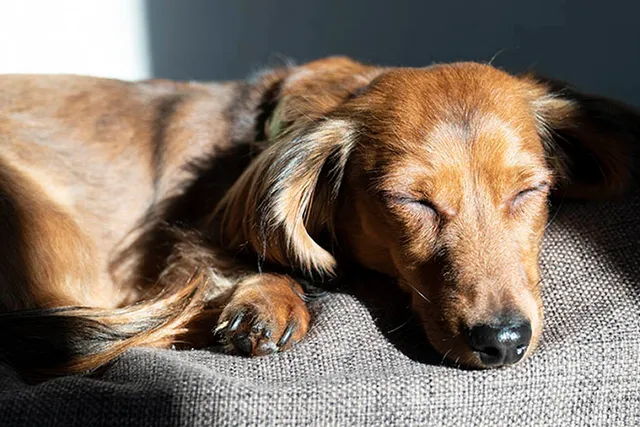 5 DIY Raised Dog Beds You Can Make Today (With Pictures)