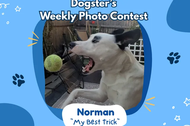 Dogster’s Weekly Photo Contest Winners: My Best Trick (April 16, 2026)