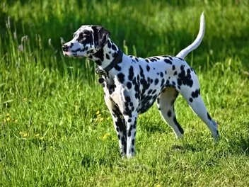 6 Different Dalmatian Colors (With Pictures)