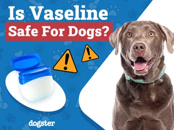 Is Vaseline Safe for Dogs? Vet-Verified Facts & FAQ