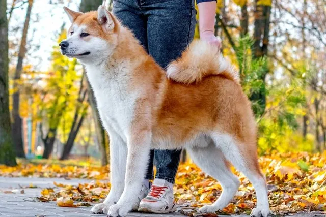 How to Train an Akita: 7 Vet-Approved Tips