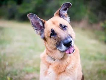 When Is a Dog Considered a Senior? Vet Verified Considerations as Your Dog Ages