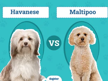 Havanese vs. Maltipoo: What’s the Difference? (With Pictures)