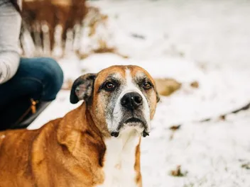 38 Labrador Retriever Mixes (With Pictures and Info)