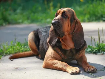 Is a Bloodhound a Good Guard Dog? Facts, History, & Alternative Options