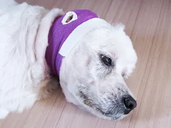 What Is the Life Expectancy of a Dog With Epilepsy? (Vet Answer)