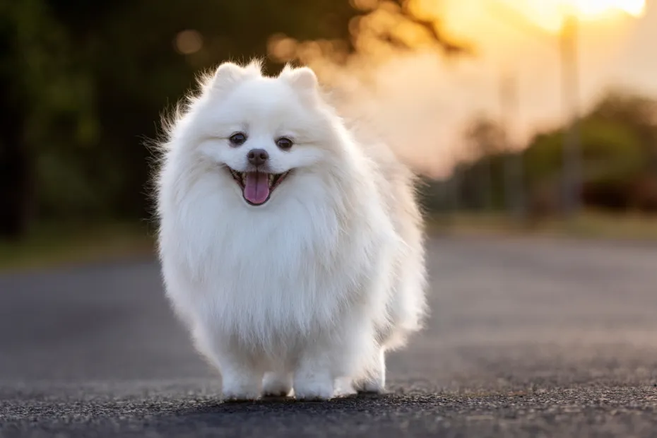 white Japanese Spitz dog standing outdoors