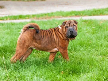 How Much Does It Cost to Own a Shar-Pei? 2026 Price Guide
