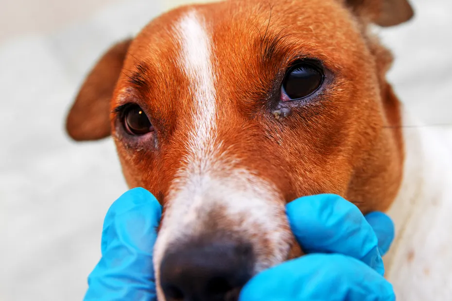 vet checking a dog with eye problem