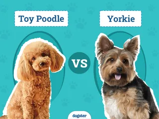 Toy Poodle vs. Yorkie: The Differences (With Pictures)