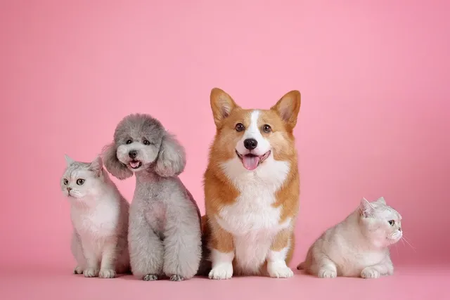 Are Cats or Dogs More Popular in the UK? (2026 Population Statistics Update)