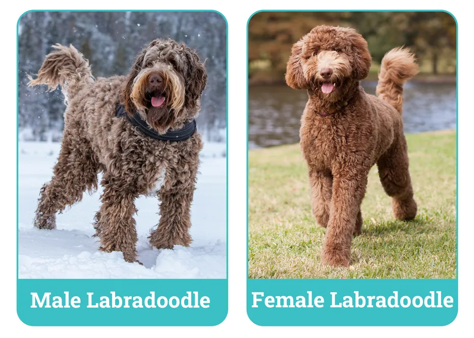 Male vs. Female Labradoodle