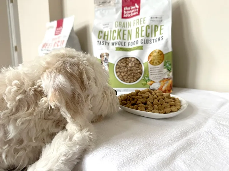dog sniffing the honest kitchen dog food