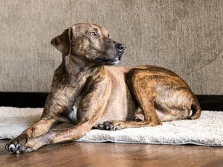 Plott Hound Dog Breed: Info, Pictures, Facts, & Traits