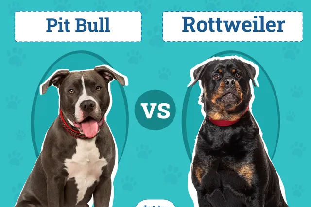 Rottweiler vs. Pit Bull: The Differences (With Pictures)