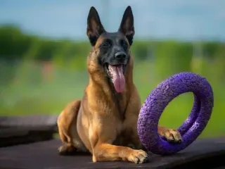 My Dog Won't Share Toys With Other Dogs: 6 Vet-Approved Training Tips