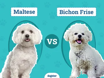 Maltese vs. Bichon Frise: Notable Differences (With Pictures)