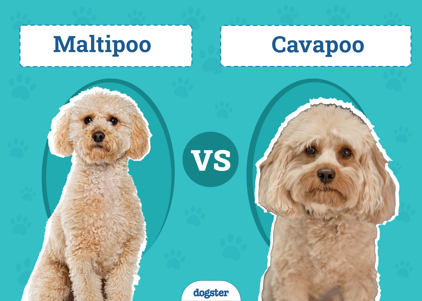 Maltipoo vs. Cavapoo
