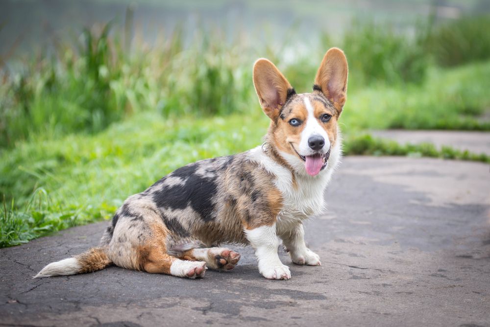 american corgi