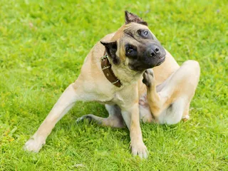 Ehrlichiosis in Dogs: Our Vet Discusses Signs, Causes & Treatment