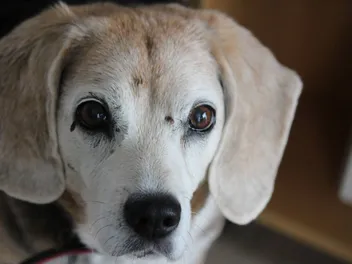 Moles on Dogs: A Complete Vet-Reviewed Guide