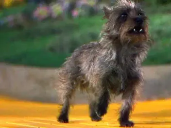 The Real Story of Toto From the Wizard of Oz (aka Terry)