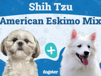 Shih-Mo (Shih Tzu & American Eskimo Mix): Info, Pictures, Care & More