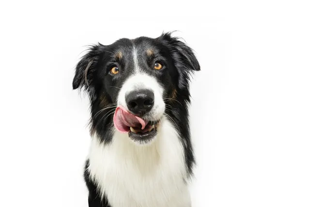 What Happens If a Dog Licks Human Blood? Vet-Verified Health Risks & Care