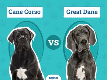 Cane Corso vs Great Dane: The Differences (With Info & Pictures)