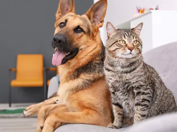 What Does Raining Cats & Dogs Mean? Pet Idioms Explained