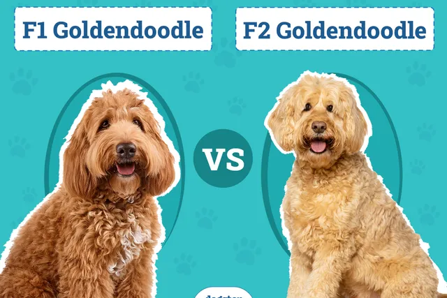 F1 vs. F2 Goldendoodle: The Differences (With Pictures)