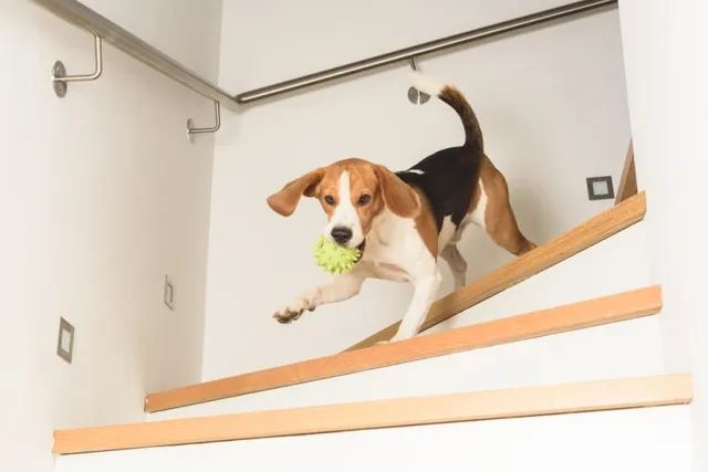 Why Does My Dog Race Through the House? 4 Vet-Verified Reasons for This Behavior