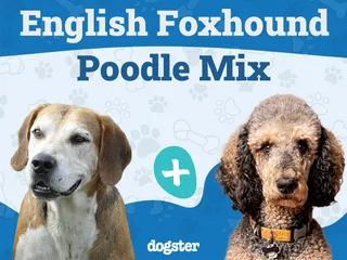 Foxhoodle (English Foxhound & Poodle Mix): Info, Pictures & Care