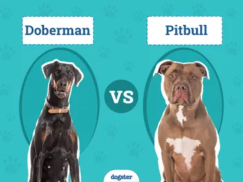 Doberman vs Pitbull: The Differences (With Pictures)